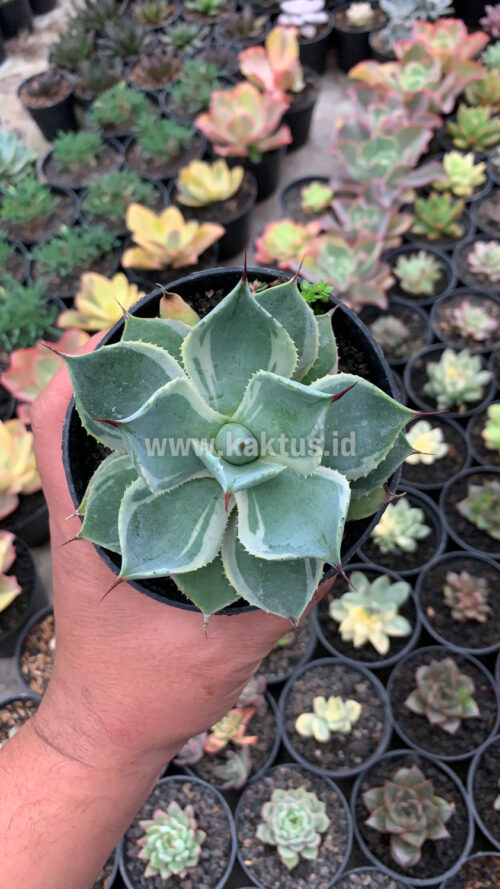 Agave Potatorum Tradewinds, real gallery image #2 plants. Picture taken directly from kaktus.id community Agave farmer green houses.