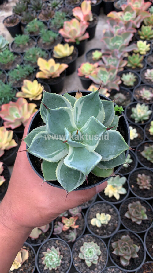Agave Potatorum Tradewinds, real gallery image #3 plants. Picture taken directly from kaktus.id community Agave farmer green houses.