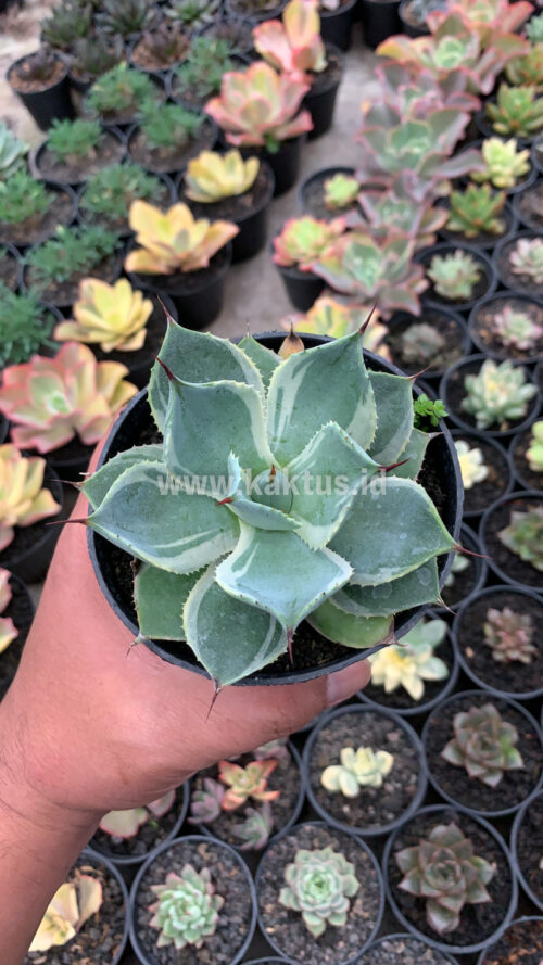 Agave Potatorum Tradewinds, real gallery image #4 plants. Picture taken directly from kaktus.id community Agave farmer green houses.