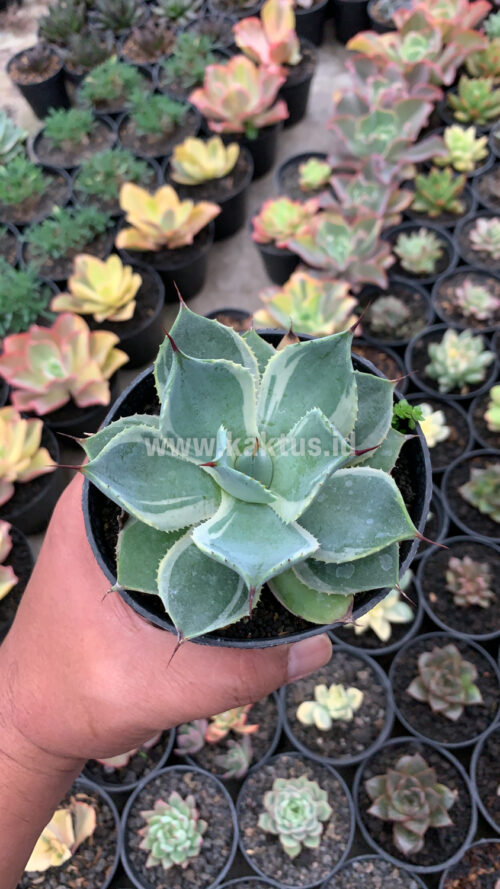 Agave Potatorum Tradewinds, real gallery image #5 plants. Picture taken directly from kaktus.id community Agave farmer green houses.