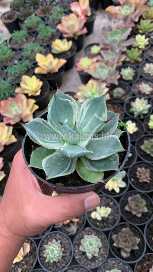 Agave Potatorum Tradewinds, real gallery image #6 plants. Picture taken directly from kaktus.id community Agave farmer green houses.