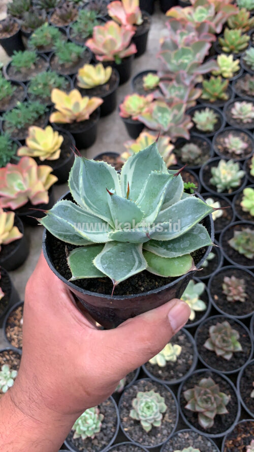Agave Potatorum Tradewinds, real gallery image #1 plants. Picture taken directly from kaktus.id community Agave farmer green houses.