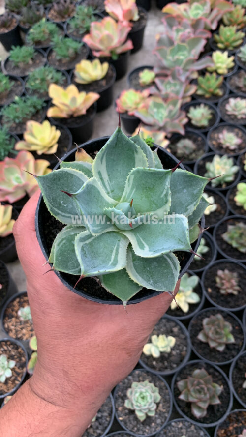 Agave Potatorum Tradewinds, real gallery image #7 plants. Picture taken directly from kaktus.id community Agave farmer green houses.