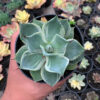 Agave Potatorum Tradewinds, real feature image plant. Picture taken directly from kaktus.id community Agave farmer green houses.