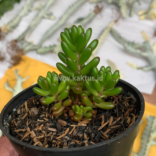 Sedum Jelly Beans, real feature image plant. Picture taken directly from kaktus.id community Sedum farmer green houses.
