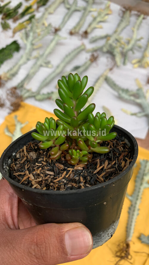 Sedum Jelly Beans, real gallery image #6 plants. Picture taken directly from kaktus.id community Sedum farmer green houses.