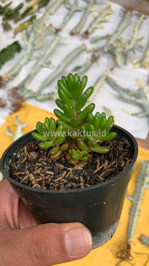 Sedum Jelly Beans, real gallery image #5 plants. Picture taken directly from kaktus.id community Sedum farmer green houses.