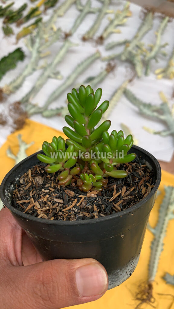 kaktus.id