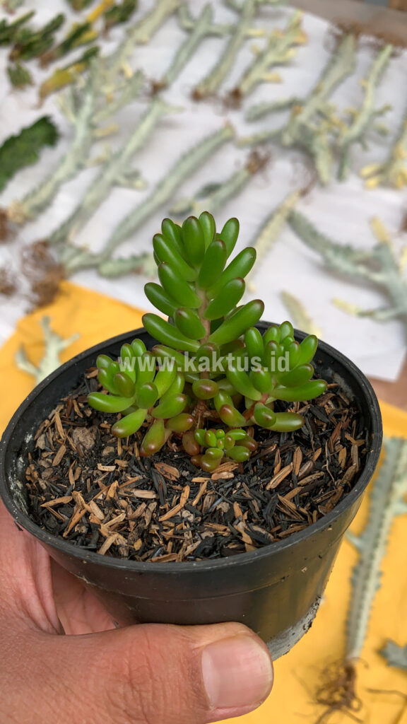 kaktus.id