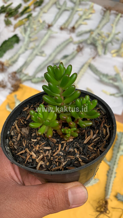Sedum Jelly Beans, real gallery image #3 plants. Picture taken directly from kaktus.id community Sedum farmer green houses.