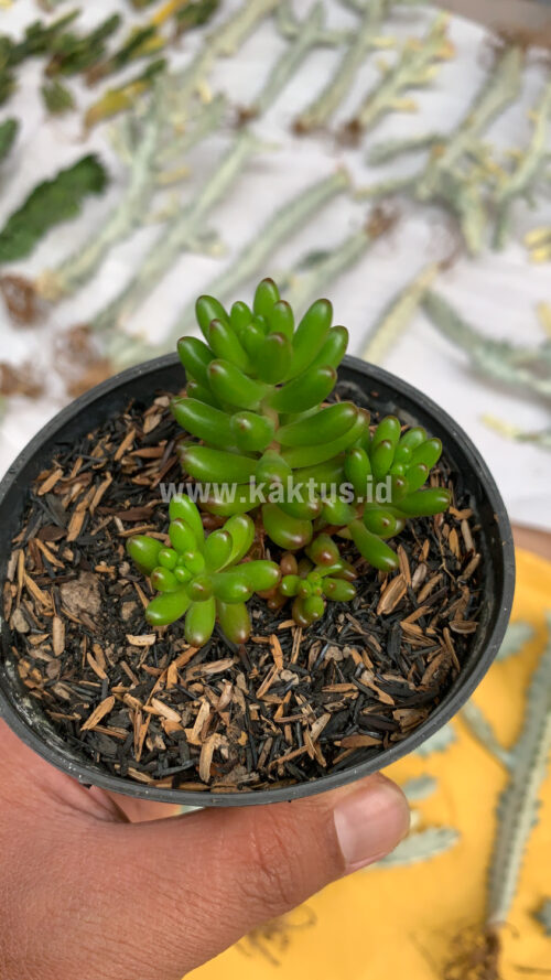 Sedum Jelly Beans, real gallery image #2 plants. Picture taken directly from kaktus.id community Sedum farmer green houses.