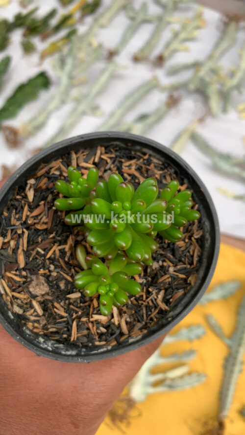 Sedum Jelly Beans, real gallery image #1 plants. Picture taken directly from kaktus.id community Sedum farmer green houses.