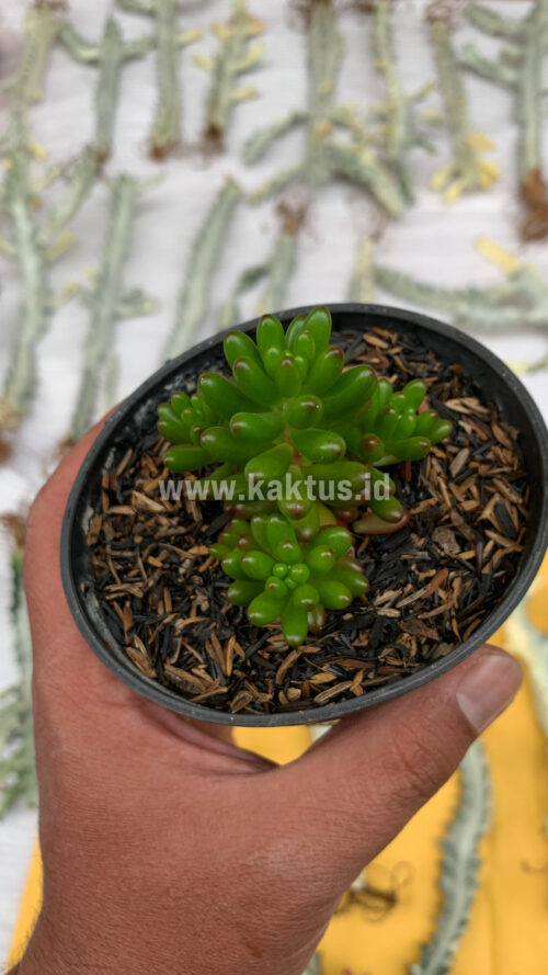 Sedum Jelly Beans, real gallery image #8 plants. Picture taken directly from kaktus.id community Sedum farmer green houses.
