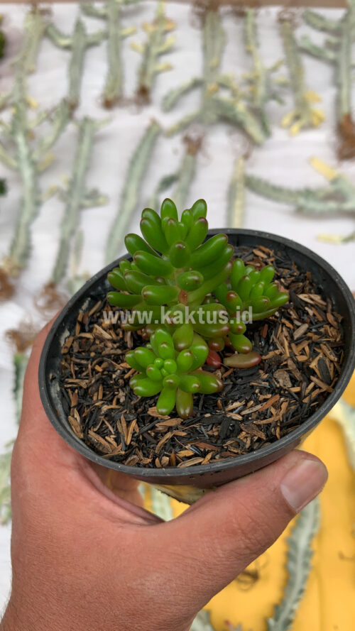 Sedum Jelly Beans, real gallery image #7 plants. Picture taken directly from kaktus.id community Sedum farmer green houses.