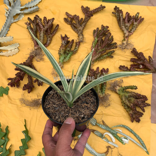 Sansevieria Parva Lancet White, real gallery image #2 plants. Picture taken directly from kaktus.id community Sansevieria farmer green houses.