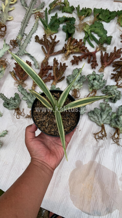 Sansevieria Parva Lancet White, real gallery image #11 plants. Picture taken directly from kaktus.id community Sansevieria farmer green houses.
