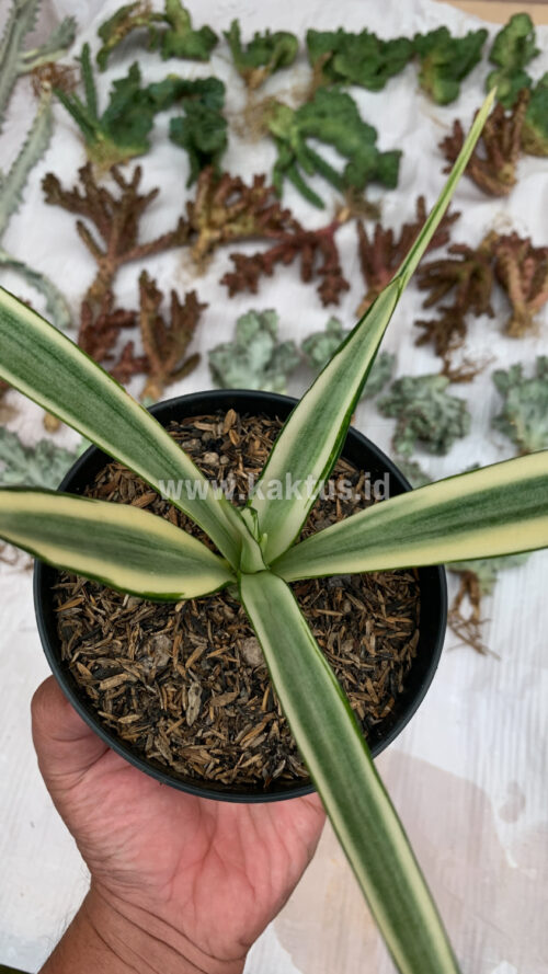 Sansevieria Parva Lancet White, real gallery image #10 plants. Picture taken directly from kaktus.id community Sansevieria farmer green houses.