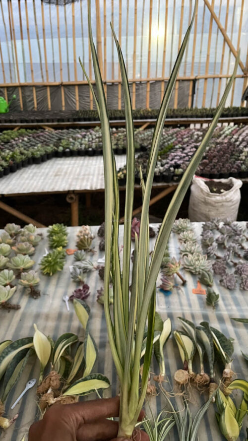 Sansevieria Parva Lancet White, real gallery image #13 plants. Picture taken directly from kaktus.id community Sansevieria farmer green houses.