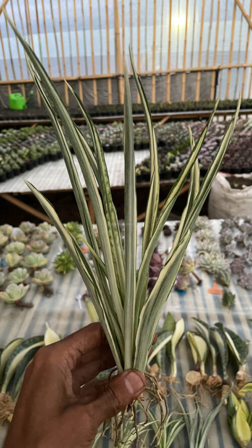 Sansevieria Parva Lancet White, real gallery image #6 plants. Picture taken directly from kaktus.id community Sansevieria farmer green houses.