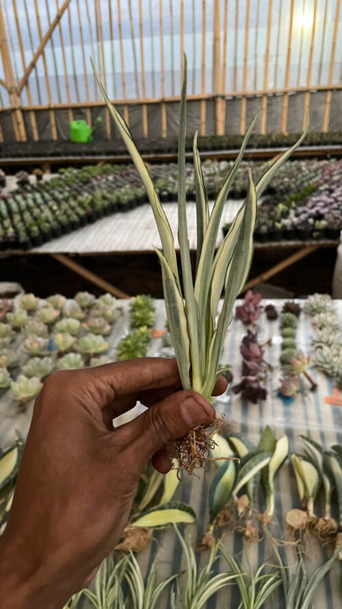 Sansevieria Parva Lancet White, real gallery image #8 plants. Picture taken directly from kaktus.id community Sansevieria farmer green houses.