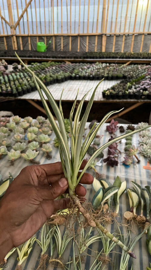 Sansevieria Parva Lancet White, real gallery image #1 plants. Picture taken directly from kaktus.id community Sansevieria farmer green houses.