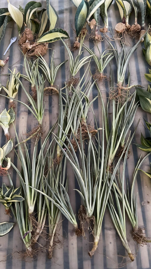Sansevieria Parva Lancet White, real gallery image #12 plants. Picture taken directly from kaktus.id community Sansevieria farmer green houses.