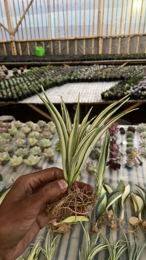 Sansevieria Parva Lancet White, real gallery image #3 plants. Picture taken directly from kaktus.id community Sansevieria farmer green houses.