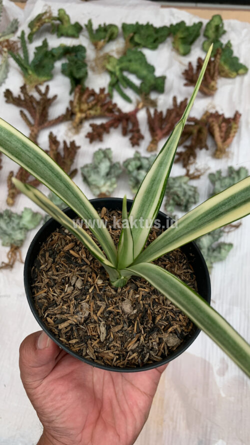 Sansevieria Parva Lancet White, real gallery image #9 plants. Picture taken directly from kaktus.id community Sansevieria farmer green houses.