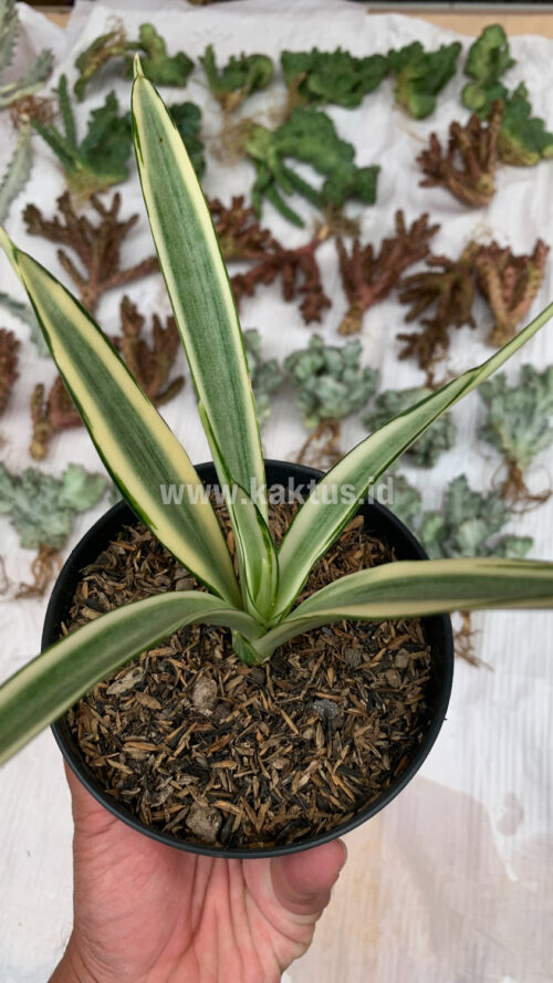 Sansevieria Parva Lancet White, real gallery image #7 plants. Picture taken directly from kaktus.id community Sansevieria farmer green houses.