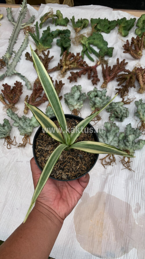 Sansevieria Parva Lancet White, real gallery image #4 plants. Picture taken directly from kaktus.id community Sansevieria farmer green houses.