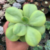 Echeveria Decora Yellow Variegated, real gallery image #3 plants. Picture taken directly from kaktus.id community Echeveria farmer green houses.