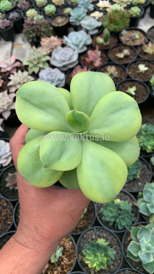 Echeveria Decora Yellow Variegated, real gallery image #2 plants. Picture taken directly from kaktus.id community Echeveria farmer green houses.