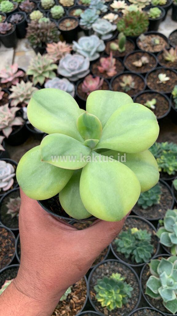 kaktus.id