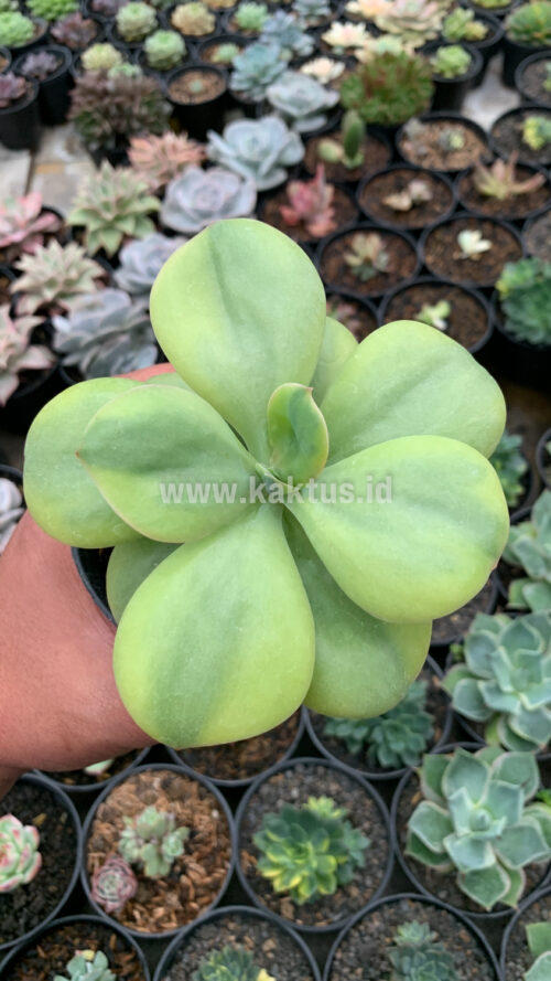 Echeveria Decora Yellow Variegated, real gallery image #5 plants. Picture taken directly from kaktus.id community Echeveria farmer green houses.