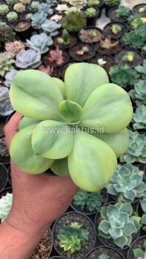 Echeveria Decora Yellow Variegated, real gallery image #6 plants. Picture taken directly from kaktus.id community Echeveria farmer green houses.