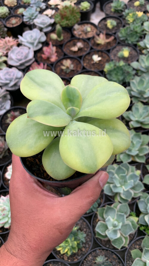 Echeveria Decora Yellow Variegated, real gallery image #7 plants. Picture taken directly from kaktus.id community Echeveria farmer green houses.