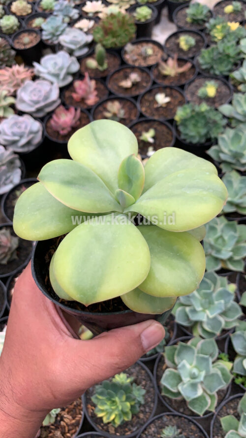 Echeveria Decora Yellow Variegated, real gallery image #1 plants. Picture taken directly from kaktus.id community Echeveria farmer green houses.