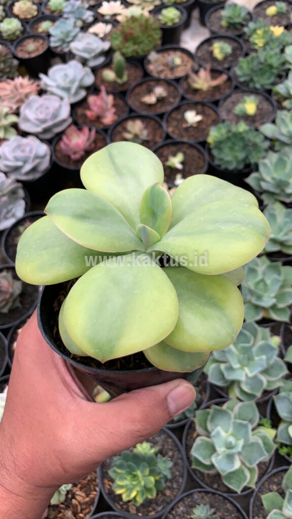 kaktus.id