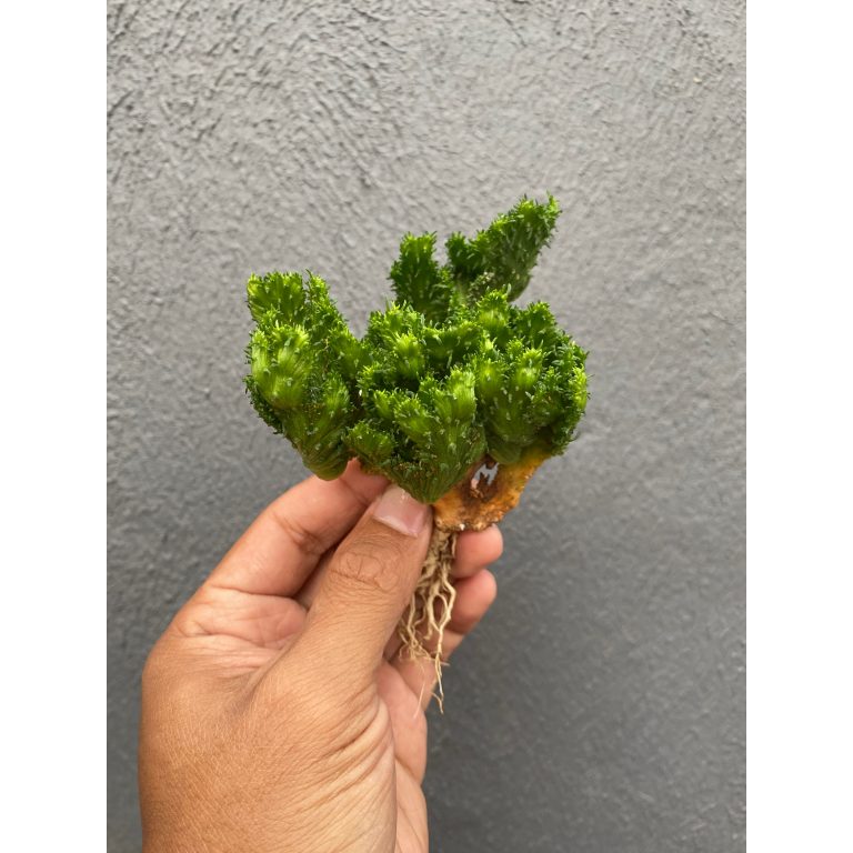 495. Euphorbia Caput-medusae ( Appendix II – Special Permit Needed* )
