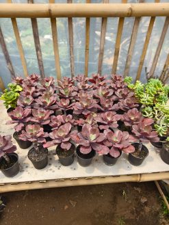 Echeveria Zorro, real gallery image #1 plants. Picture taken directly from kaktus.id community Echeveria farmer green houses.