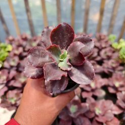 Echeveria Zorro, real feature image plant. Picture taken directly from kaktus.id community Echeveria farmer green houses.
