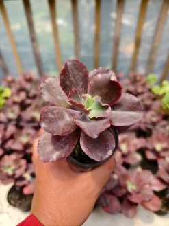 Echeveria Zorro, real gallery image #5 plants. Picture taken directly from kaktus.id community Echeveria farmer green houses.