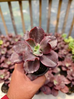 Echeveria Zorro, real gallery image #3 plants. Picture taken directly from kaktus.id community Echeveria farmer green houses.