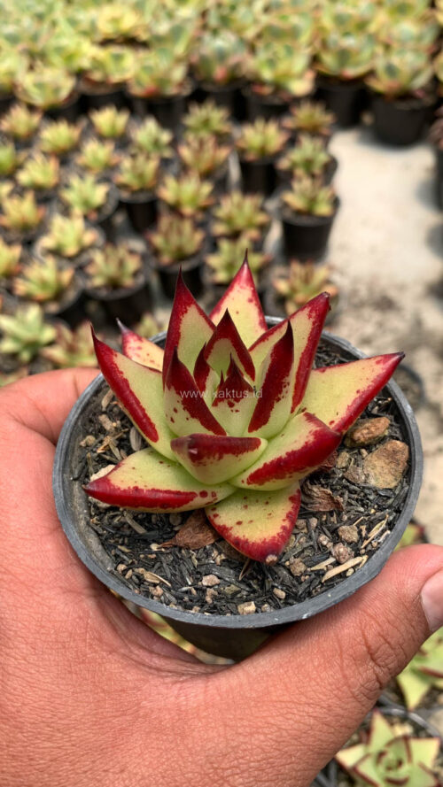 Echeveria Agavoides Ebony - The Bloody Succulents, real gallery image #3 plants. Picture taken directly from kaktus.id community Echeveria farmer green houses.