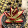 Echeveria Agavoides Ebony - The Bloody Succulents, real feature image plant. Picture taken directly from kaktus.id community Echeveria farmer green houses.