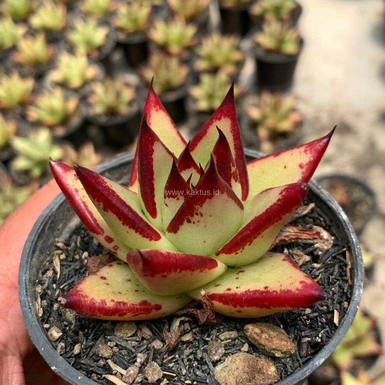 Echeveria Agavoides Ebony - The Bloody Succulents, real feature image plant. Picture taken directly from kaktus.id community Echeveria farmer green houses.