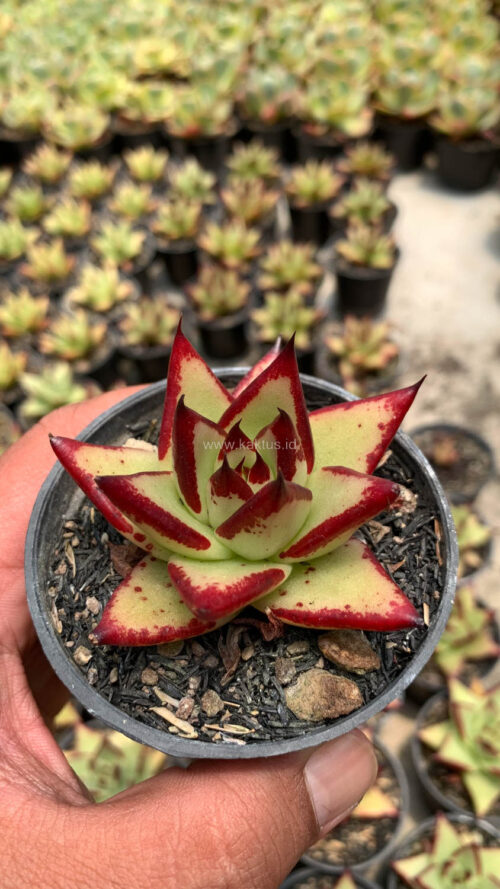 Echeveria Agavoides Ebony - The Bloody Succulents, real gallery image #5 plants. Picture taken directly from kaktus.id community Echeveria farmer green houses.