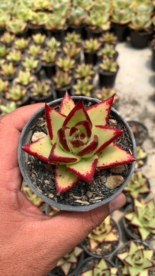 Echeveria Agavoides Ebony - The Bloody Succulents, real gallery image #10 plants. Picture taken directly from kaktus.id community Echeveria farmer green houses.