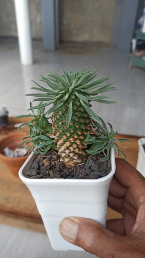 Euphorbia Kirin, real gallery image #11 plants. Picture taken directly from kaktus.id community Euphorbia farmer green houses.