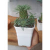Euphorbia Kirin, real feature image plant. Picture taken directly from kaktus.id community Euphorbia farmer green houses.